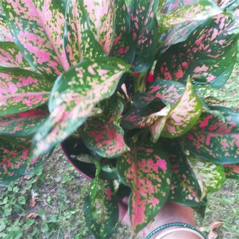 Aglaonema 'Pink Dalmatian ; syn. Aglaonema commutatum 'Pink Dalmatian', Chinese Evergreen 'Pink ...