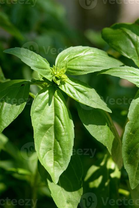 Detail of a green basil plant 4435323 Stock Photo at Vecteezy