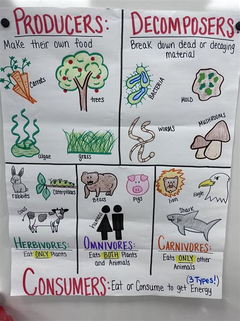 Producers/consumers/decomposers Anchor Chart for Elementary, Middle and High School - Etsy ...