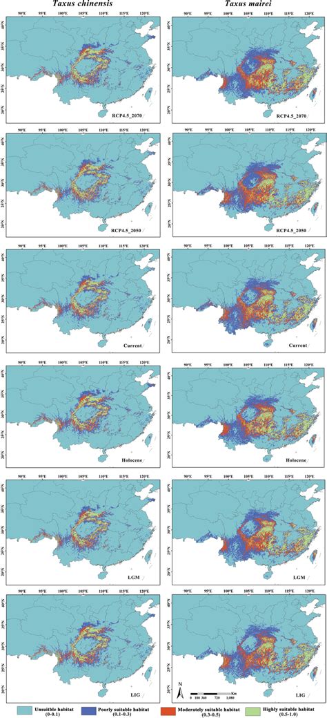 Potential distribution of the Taxus chinensis and Taxus mairei under ...