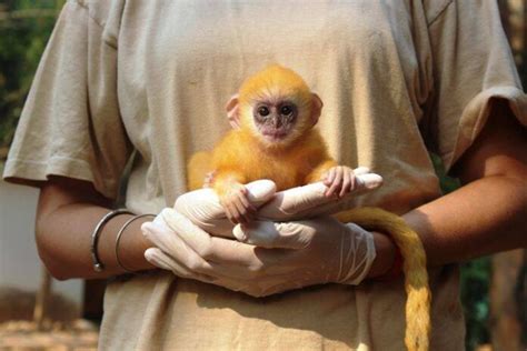 Siem Reap Wildlife Sanctuaries - Sightseeing in Siem Reap, Cambodia