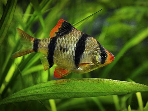 Ultimate Guide To Tiger Barb Fish Care - Feeding, Breeding & Tankmates