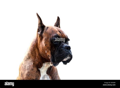 Muscular Purebred Boxer Dog Stock Photo - Alamy