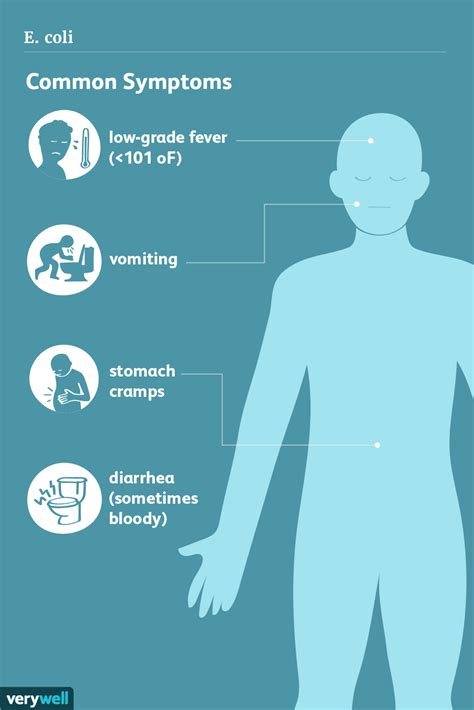 E. Coli: Symptoms, Diagnosis, and Treatment