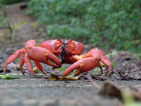 Red Land Crab - The Australian Museum