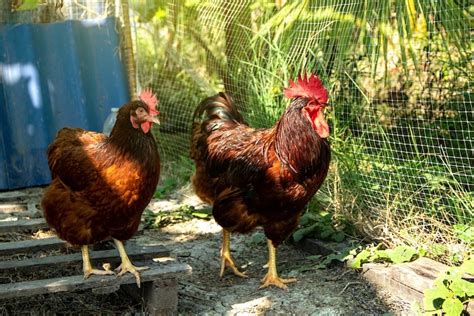 How To Tell A Rooster From A Hen: 5 Easy Differences Explained | Chickens And More