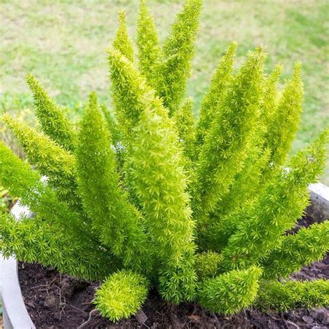 Foxtail Fern | C&J Gardening Center