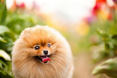 Pomeranian Wallpapers - Wallpaper Cave