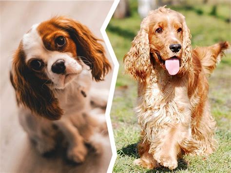 Cavalier King Charles Spaniel vs Cocker Spaniel | UK Pets