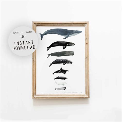 Whale size comparison chart | DIGITAL DOWNLOAD | Montessori materials | Homeschool posters ...