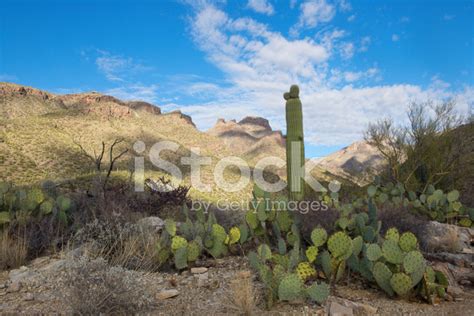 Sonoran Desert Landscape Stock Photo | Royalty-Free | FreeImages