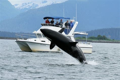 5 Practical Alaska Whale Watching Tips You Need to Know - Life Well Cruised