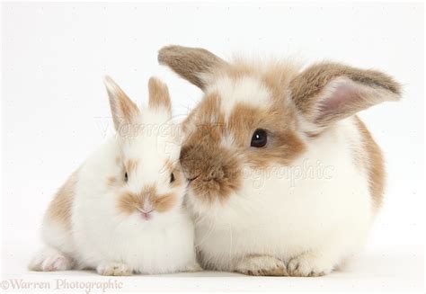 Brown-and-white rabbit and baby bunny photo WP37144