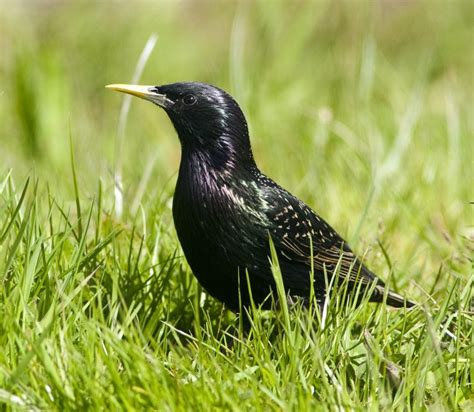 Ireland's Top 20 + Garden Birds - Irish Garden Birds