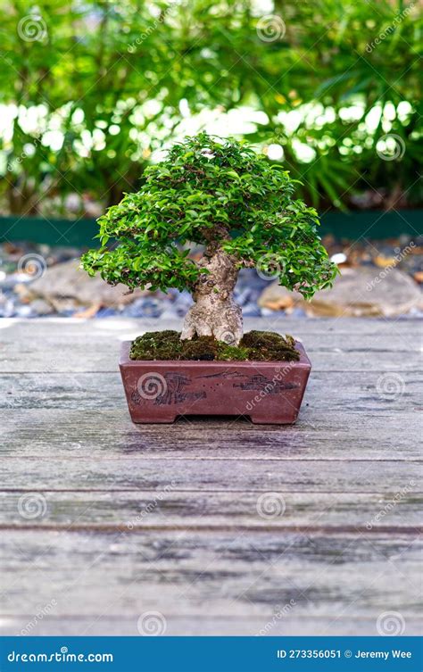 Water Jasmine Bonsai Stock Photos - Free & Royalty-Free Stock Photos from Dreamstime