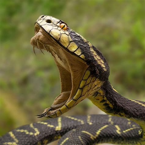 How Snake Venom Kills… and Saves Lives - Let's Talk Science