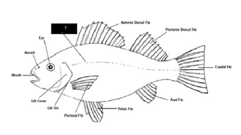 Fish Fin Anatomy - Anatomical Charts & Posters