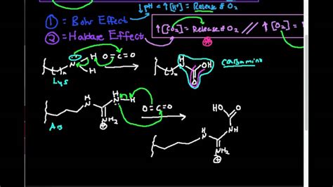 Hemoglobin Function: Haldane Effect - YouTube