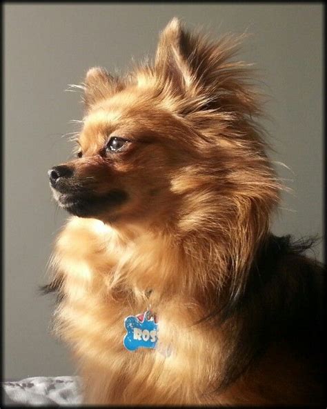 #Pomeranian | Pomeranian chihuahua mix, Pomchi puppies, Pomchi dogs