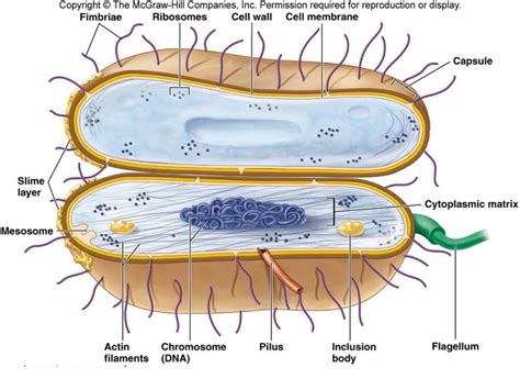 Labelled Diagram Of A Bacterial Cell