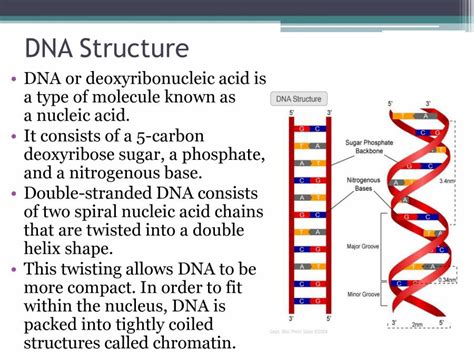 Presentation On DNA Replication - PowerPoint Slides - LearnPick India