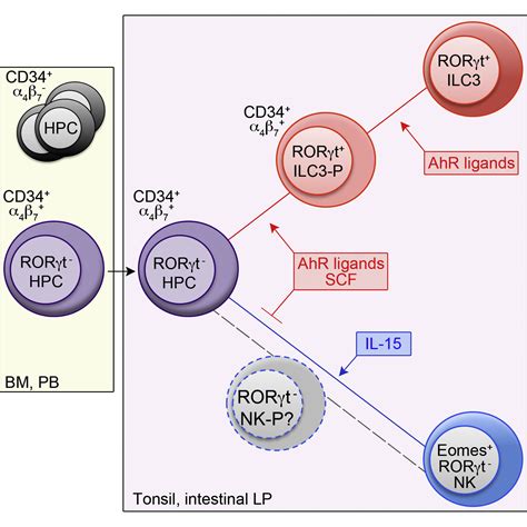 Human RORγt+CD34+ Cells Are Lineage-Specified Progenitors of Group 3 ...