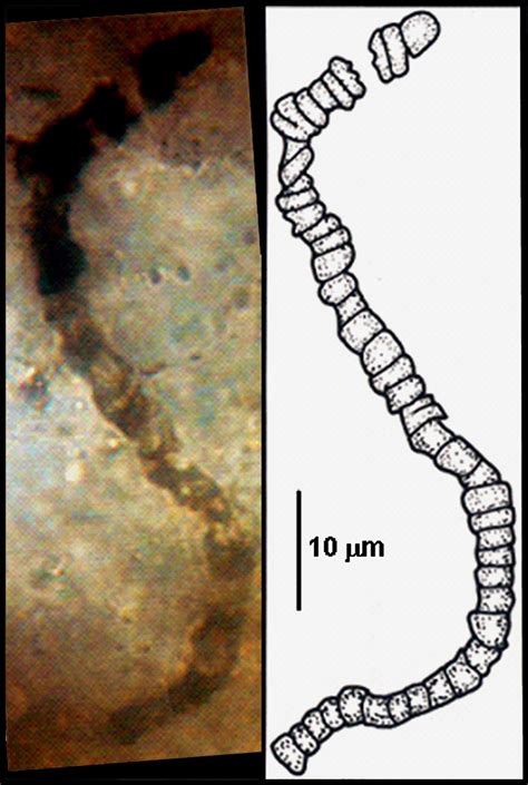 Oldest fossils ever found show life on Earth began before 3.5 billion ...