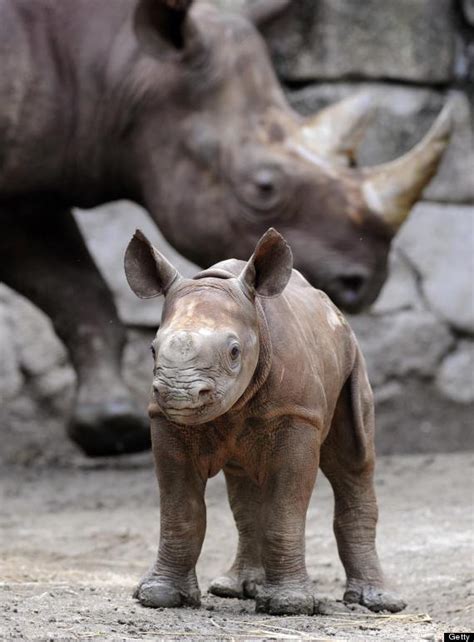 It's Endangered Species Day, But These Adorable Babies Deserve Saving Every Day Of The Year ...