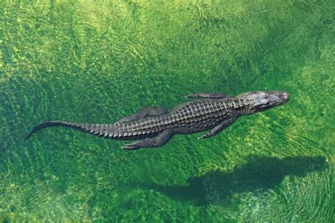 Discover The Largest Alligator Ever Found