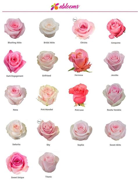 Nena Rose Variety Pink - EbloomsDirect – Eblooms Farm Direct Inc ...