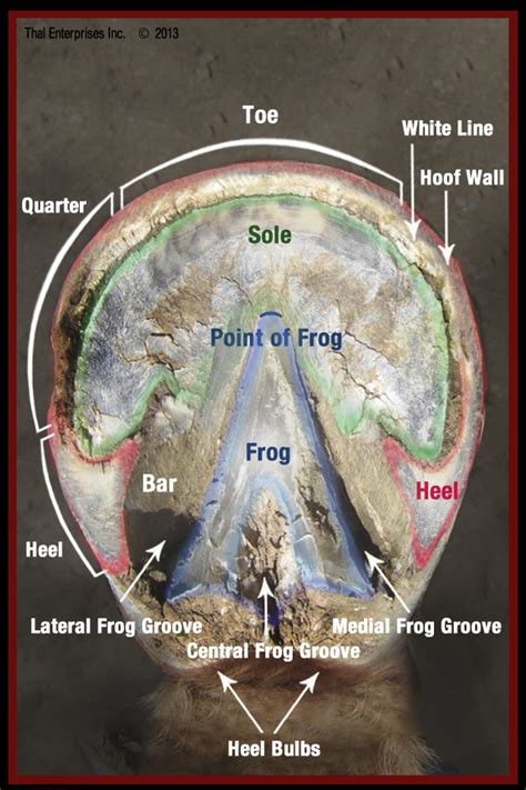 Kneeling Front View Reference ~ Hoof Horse Anatomy Sole Foot Equine ...