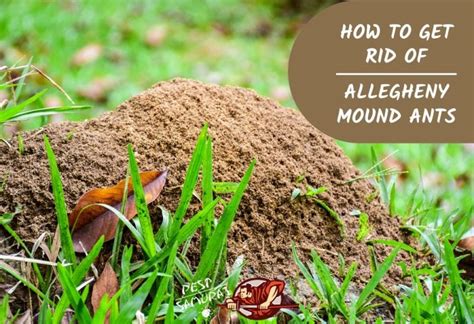 How to Get Rid of Allegheny Mound Ants | Effective and Natural Solutions! - Pest Samurai