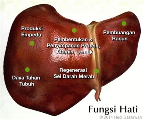 Bagian-Bagian Hati Manusia Beserta Fungsinya dalam Sistem Ekskresi | Hedi Sasrawan