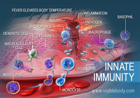 Lymphatic Immunity