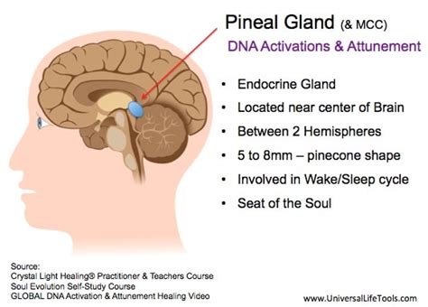 Article 1 - Awakening your Pineal Gland - Simone M. Matthews - Universal Life Tools