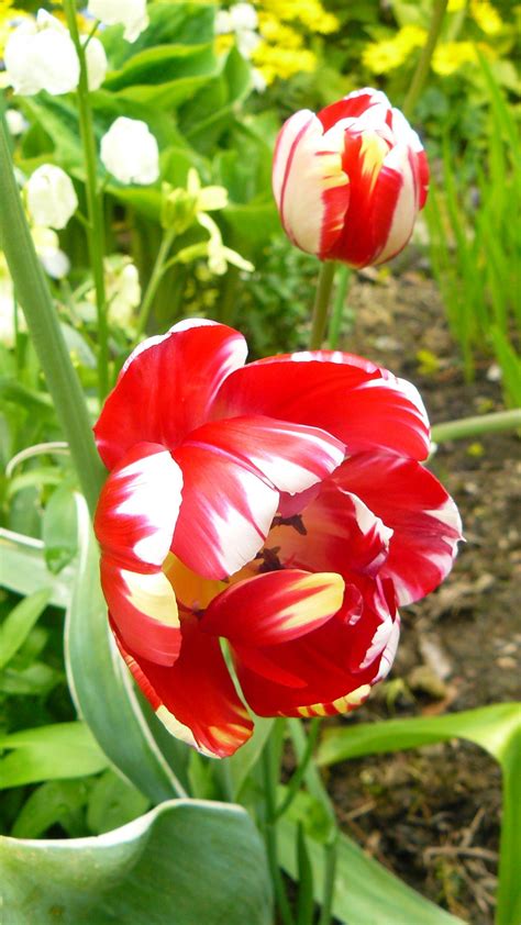 Free Images : nature, blossom, sun, leaf, flower, petal, bloom, summer, floral, tulip, bouquet ...