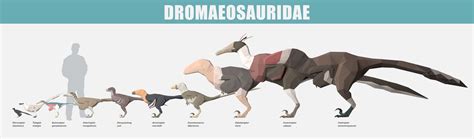 Dromaesauridae size comparison by blayapapaya on DeviantArt