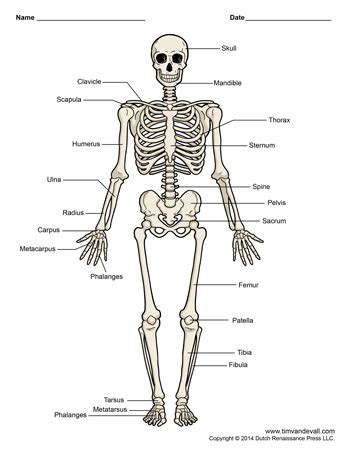 Human Skeleton Diagram - Tim's Printables