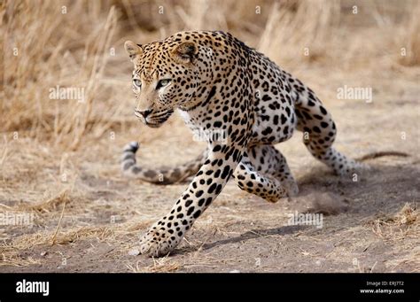 Running Leopard High Resolution Stock Photography and Images - Alamy