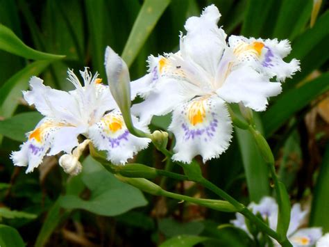 Iris japonica | Iris japonica | Flower Database