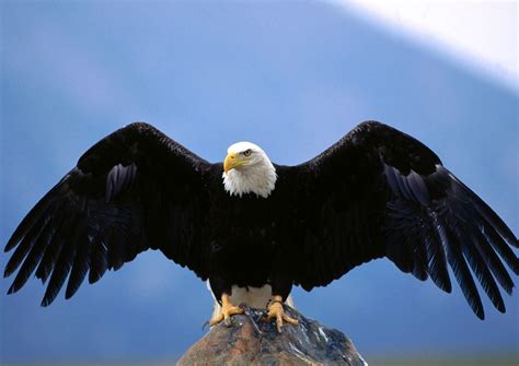 Eagle HD Wallpapers | Latest HD Wallpapers