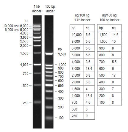 Ready-to-Use 1 kb DNA Ladder - Biotium