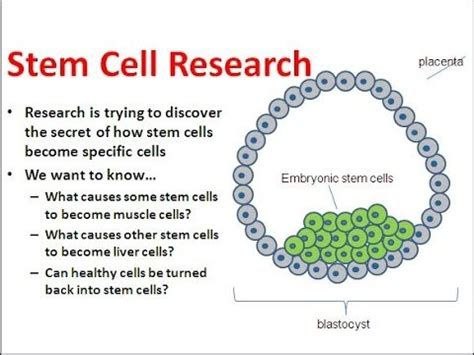 Embryonic Stem Cells & their Controversy (unbiased view) - YouTube