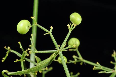 Rubia cordifolia (Rubiaceae) image 147031 at PhytoImages.siu.edu