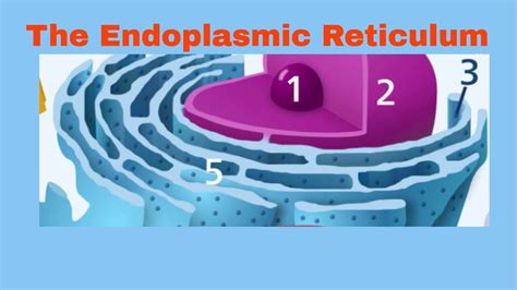 Rough Endoplasmic Reticulum – Telegraph