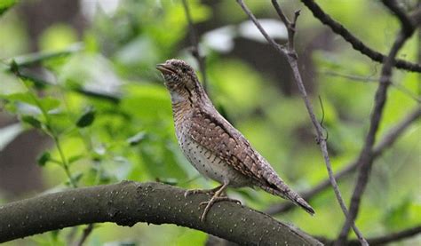 Eurasian Wryneck Bird - Facts, Information & Pictures