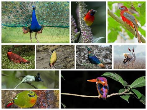 top 10 most beautiful birds in india - Wild Nest