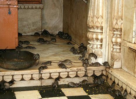 Karni Mata Temple mouse - Newstrend