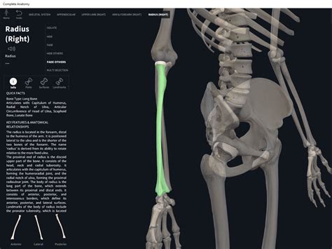 Bones: Radius. – Anatomy & Physiology