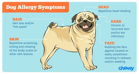 Signs Of Allergies In Dogs | Allergy Trigger